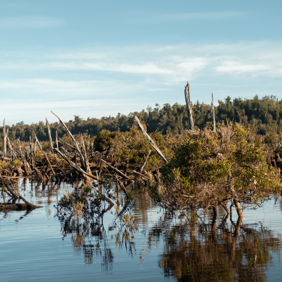 bosque sumergido