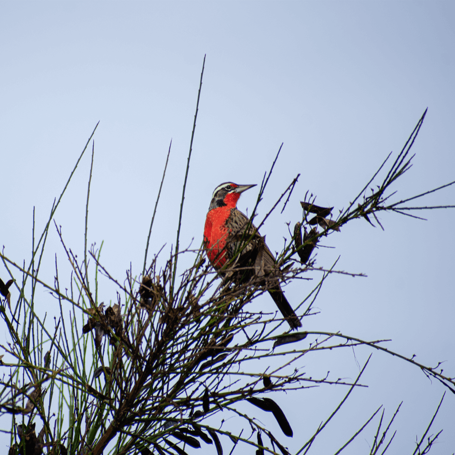 avistamiento de fauna