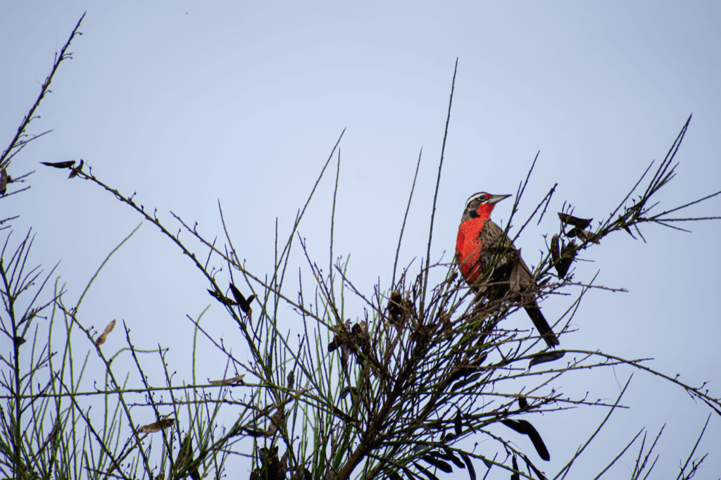 avistamiento de fauna